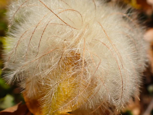 close up on a seed head plume of ropevine clematis