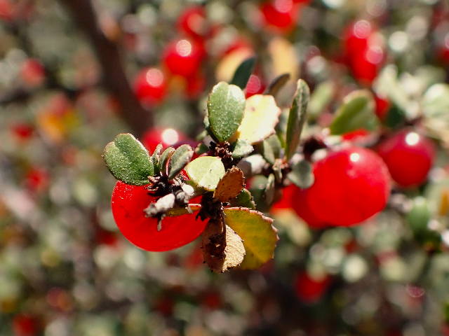 close up on a fruiting branch of the redberry buckthorn