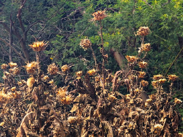dried thistle plants against the dark green of oak leaves
