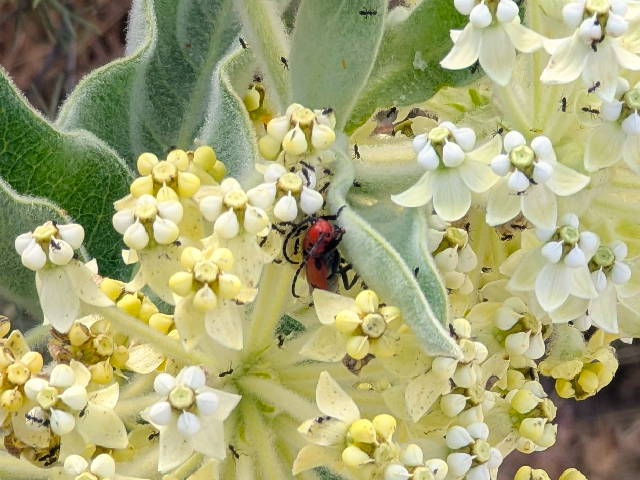 close up on a beetle nestled in wooly pod milkweed