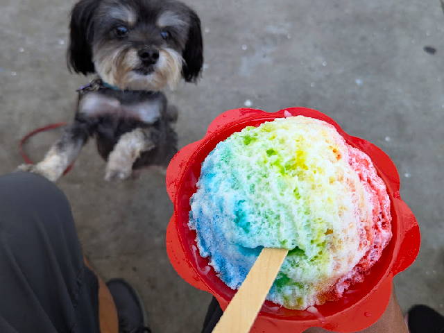 little dog begging for colorful bowl of hawaiian shave ice
