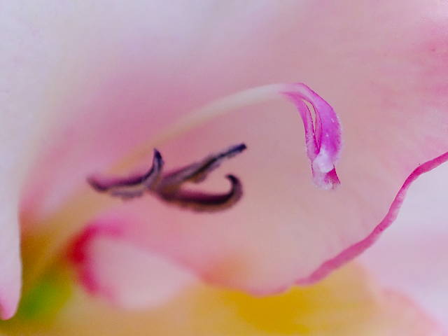 close up on a flower with light pink petals