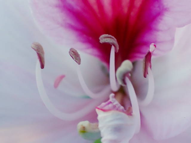 close up on a flower with light and dark purple petals