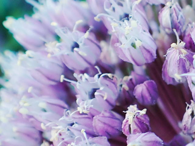 close up on bloom of densely packed purple flowers