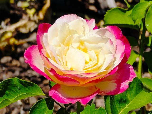 a rose with purple outer petals and yellow inner petals