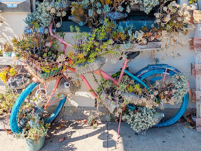 an old bike painted turqoise and pink and used as part of a display for growing succulents and other desert plants
