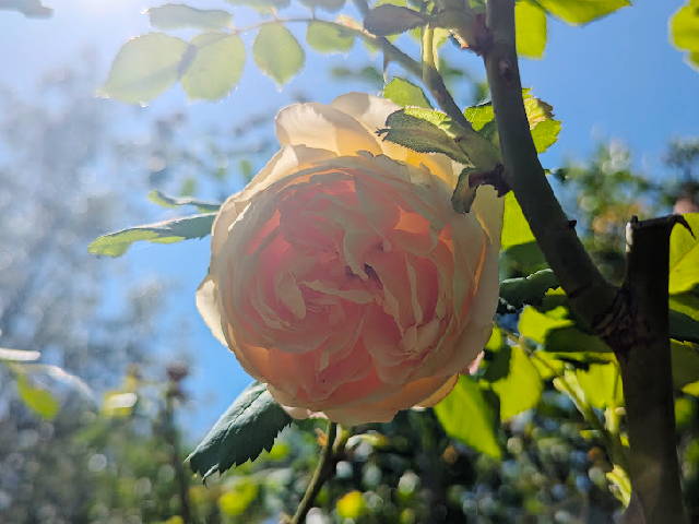 a yellow climbing rose backlit by the sun