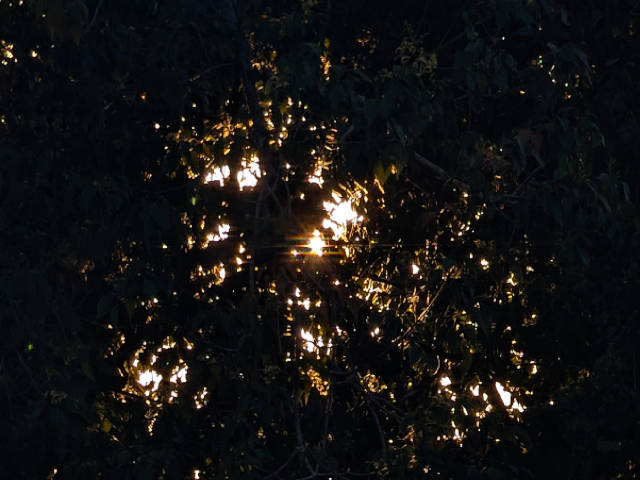 setting sun light filtered through dark and dense tree cover