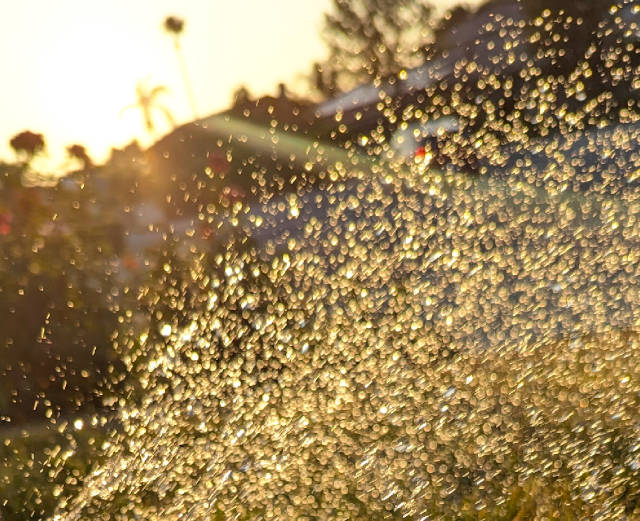 setting sun light flaring through drops of water spouting from a garden hose