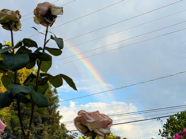 a rainbow high in the sky with roses in the foreground