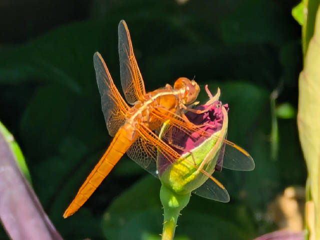 a bright orange flame skimmer with yellow stripe resting on a closed rose