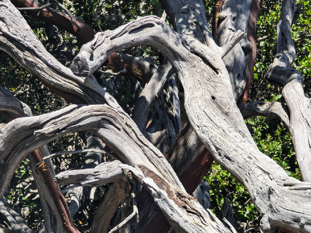 photo of a tangle of dry branches