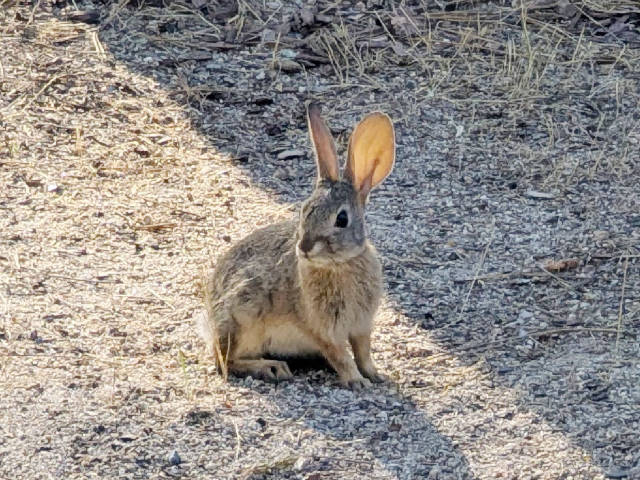 photo of a young rabbit in a dry grass field