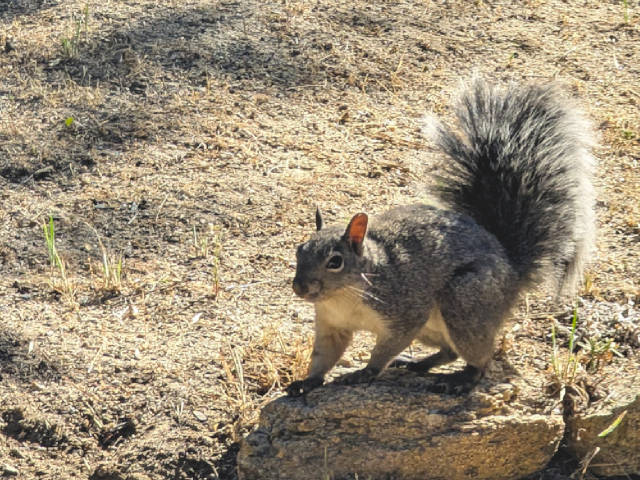 photo of a curious squirrel