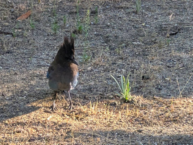 photo of a curious stellar's jay
