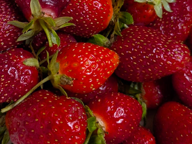 photo of a harvest of backyard strawberries