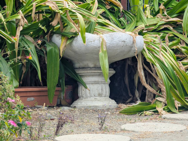 photo of a stone bird bath enclosed by foliage