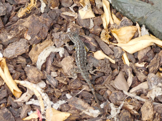 photo of a fence lizard camouflaged in the garden mulch and deadfall