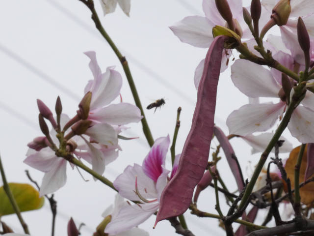 photo of a bee flying between blooms of an orchid tree