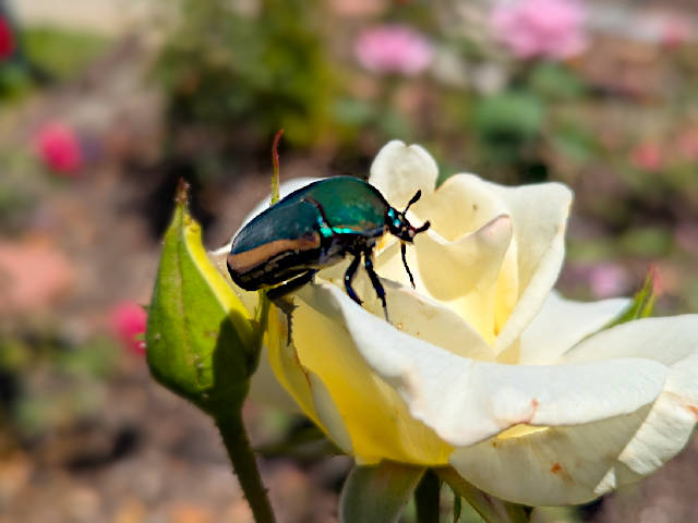 photo of a green beetle sneaking some moisture from a rose