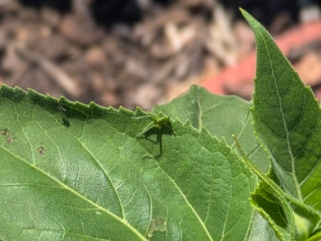 photo of a green grasshopper well camouflaged against a green leaf