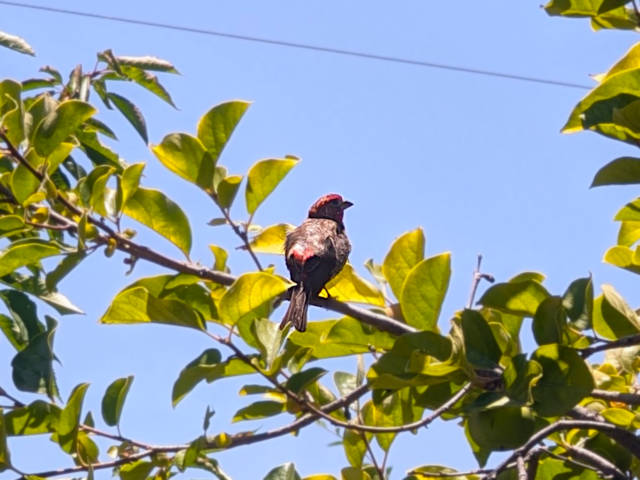 photo of a green red headed finch preening in a cherry tree