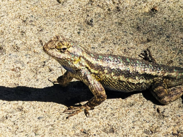 photo of a fence lizard giving epic side eye to the camera