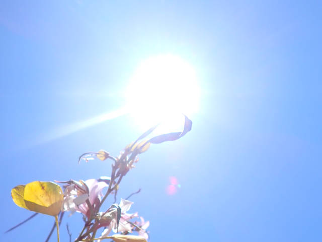 photo of a orchid tree branch with dying blooms nearly lost in the bright sun behind