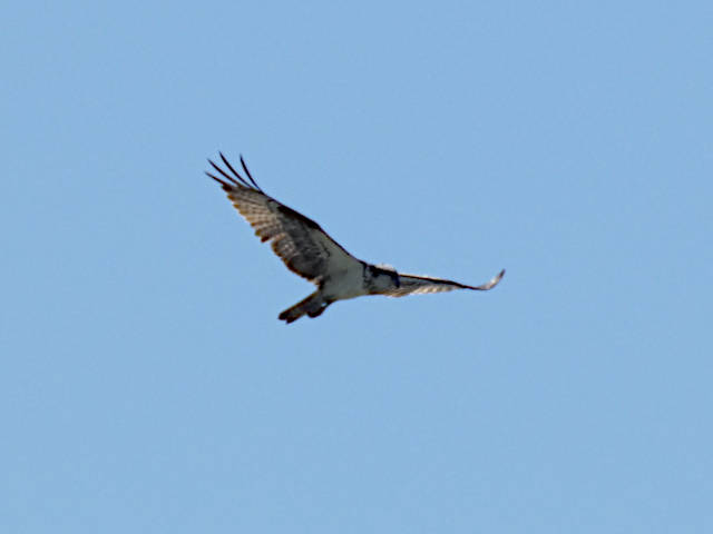 a soaring large sea bird