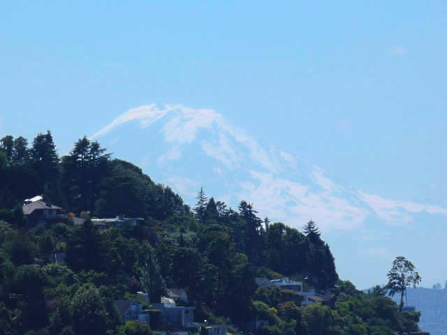 mount rainier looming behind a forested hill