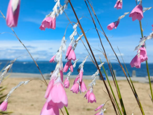 pink fairy wand flowers in the foreground with a west seattle beach in the background