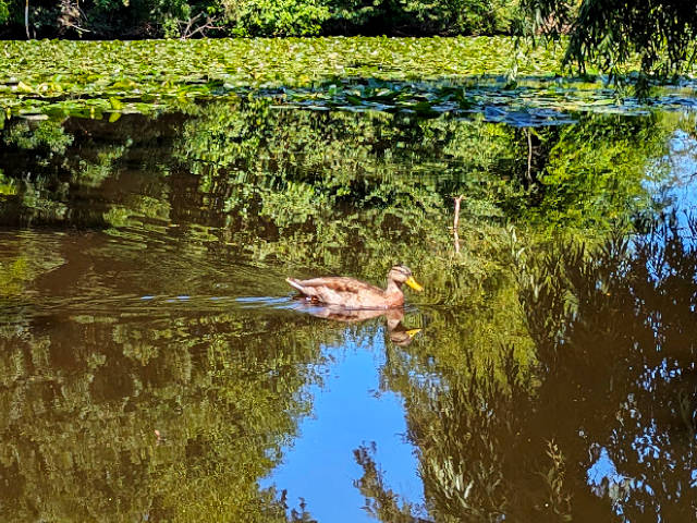 a duck swimming across a reflecting pool with lily pads