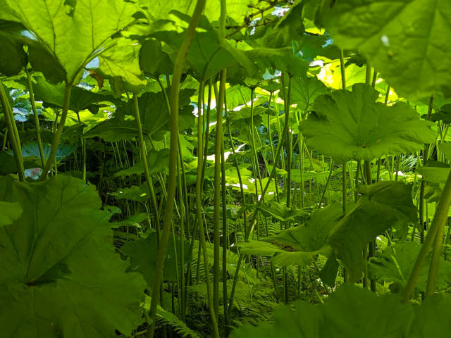 vibrant green plants seen from within