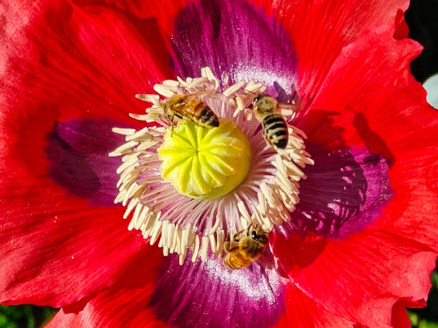 multiple bees harvesting a single large red flower