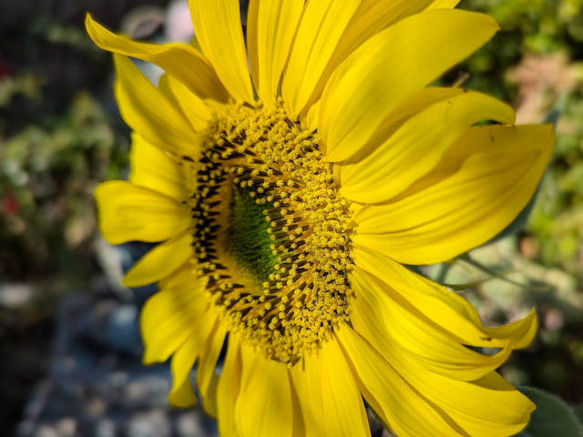 a very special sunflower in bloom