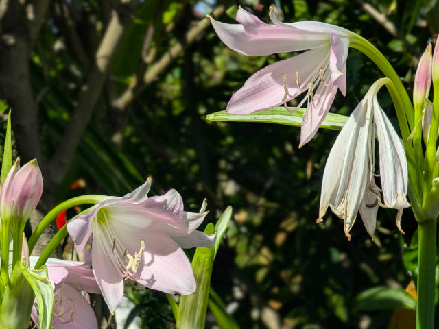 two pink lily blooms that look like they are yelling at each other