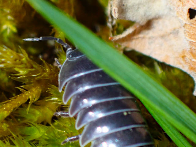close up shot of a roly poly pill bug on moss