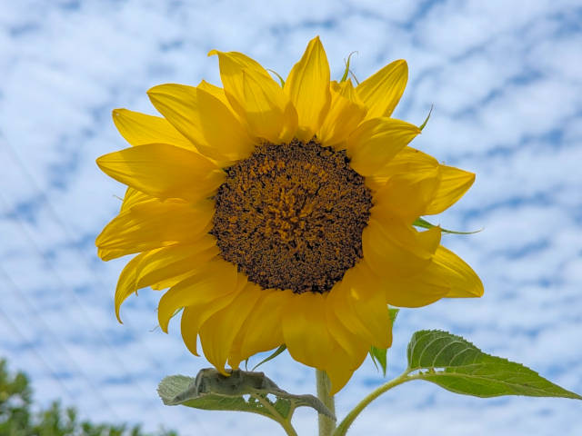 the sunflower i grew, i have to enjoy it while it lasts