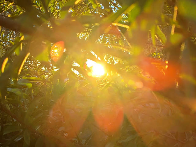 drifting on solar lens flares through branches and leaves of the nectarine tree
