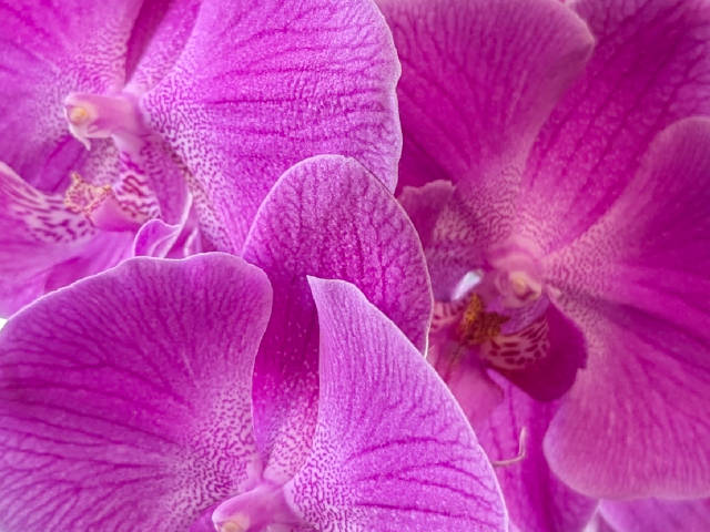purple orchids, lots of them