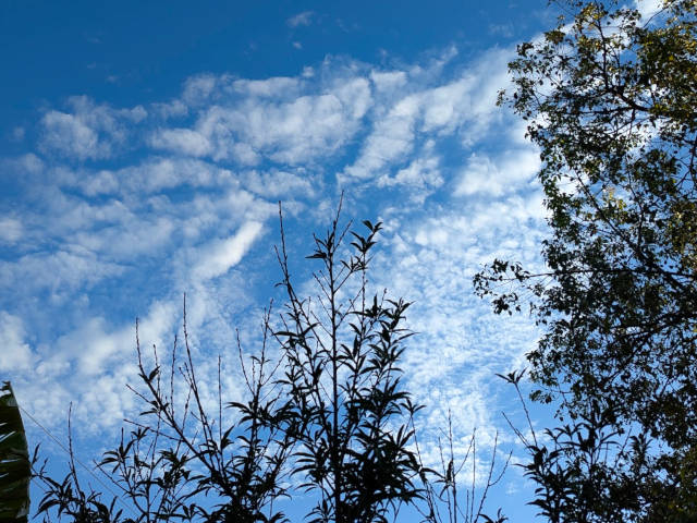 silhouettes of tree tops against blue sky and cotton ball clouds