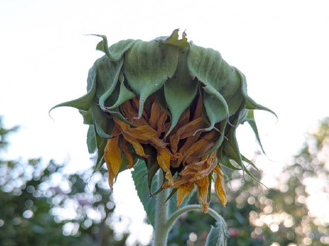 drooping sunflower with dry petals