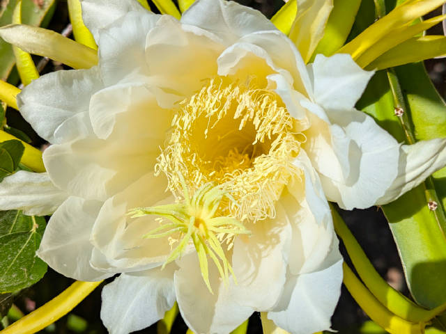 flowering dragon fruit plant 
