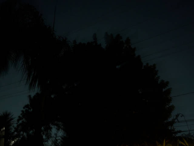 tree in darkness against a midnight blue sky