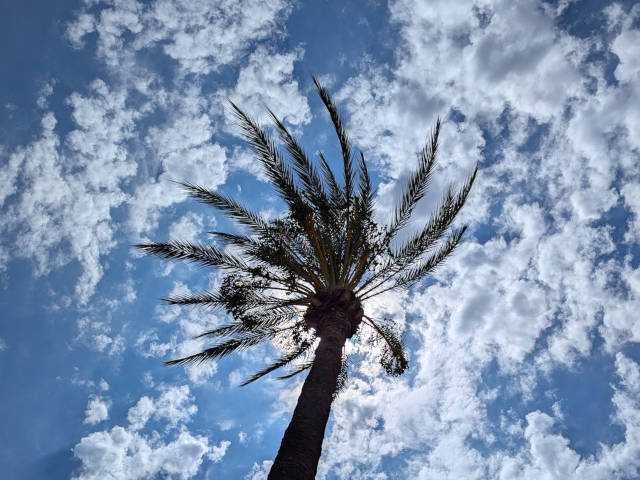 the sun is eclipsed by a palm tree