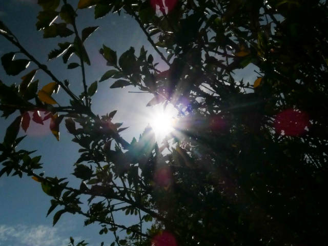 the sun is shinning behind bushy branches