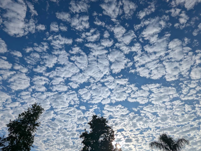 clouds above the tree tops
