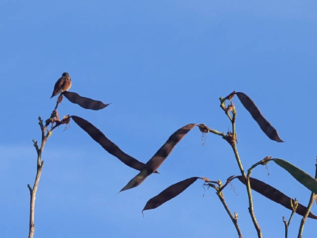 hummingbird perched on orchid tree top with seed pods