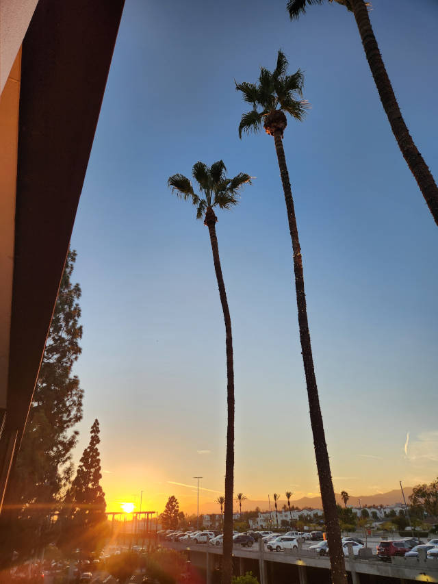 sunset across the mall parking lot with tall palm trees