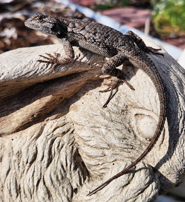 fence lizard side eying while strutting atop rabbit statuette